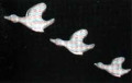 DH101 Flying Ducks