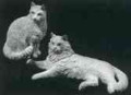DH73 Cats